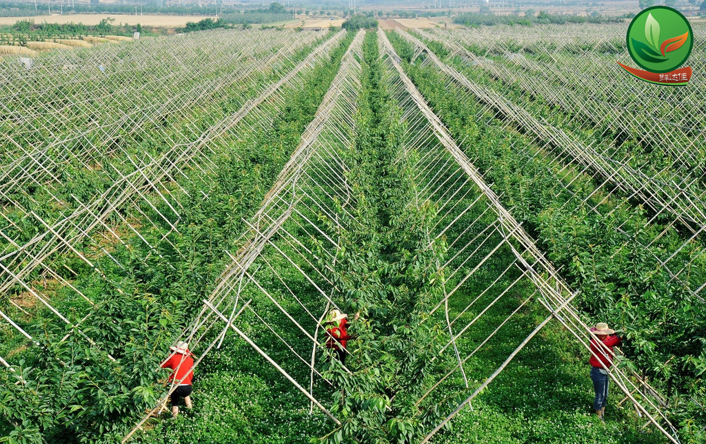 南沙農業(yè)基地